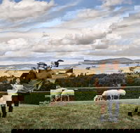 Merino and Co - Accommodation Asia