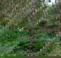 Nature Walking Track - Accommodation Asia