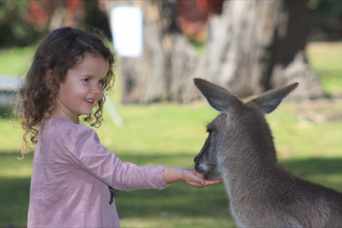 Potoroo Palace Native Animal Sanctuary - Accommodation Guide 1