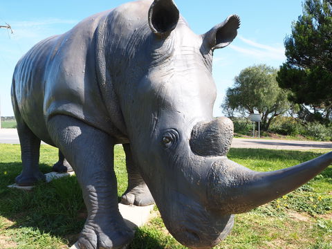 Tailem Bend Rhino Park And Dickson Reserve - Accommodation Guide 0