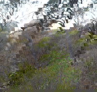 Tolmer Rocks - Mount Boothby Conservation Park - Accommodation China
