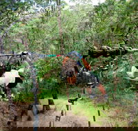 TreeTop Challenge - Accommodation Asia