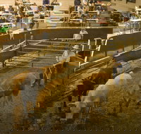 Wagga Wagga Livestock Marketing Centre - Accommodation China