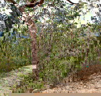 Yango Walking Track - Accommodation Asia