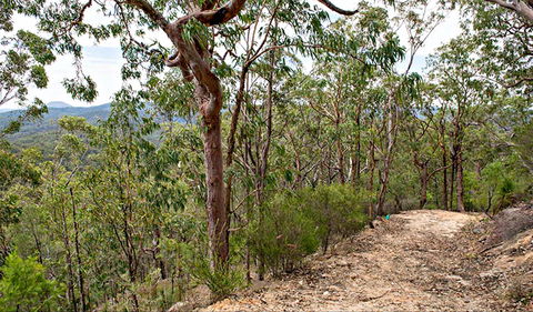 Yango Walking Track - Accommodation Asia 0