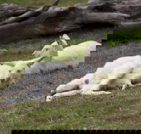 Yarra Valley Nocturnal Zoo - Accommodation Guide