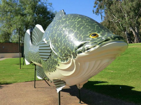 Big Murray Cod - Accommodation China 0