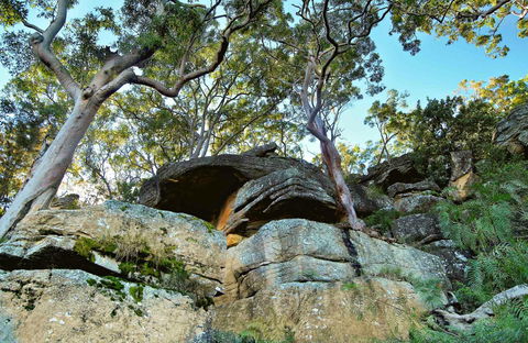 Burrawang Reach Picnic Area - Accommodation China 0