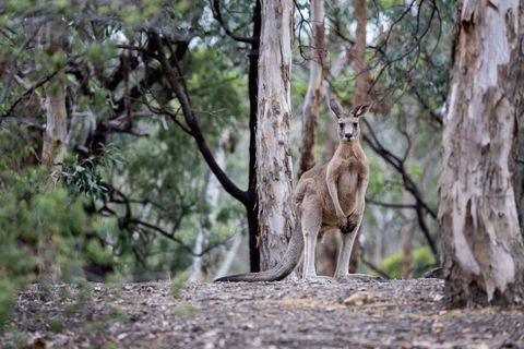 Currawong Bush Park - Accommodation Asia 1