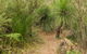 Grass Tree Circuit - thumb 0