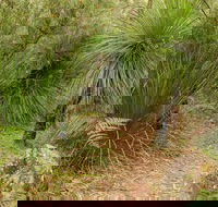 Grass Tree Circuit - Accommodation Asia