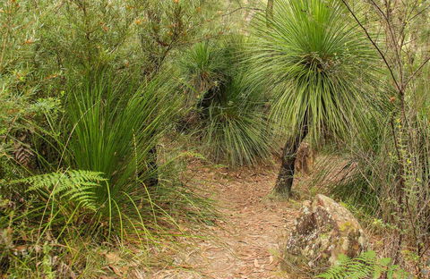 Grass Tree Circuit - Accommodation Asia 0