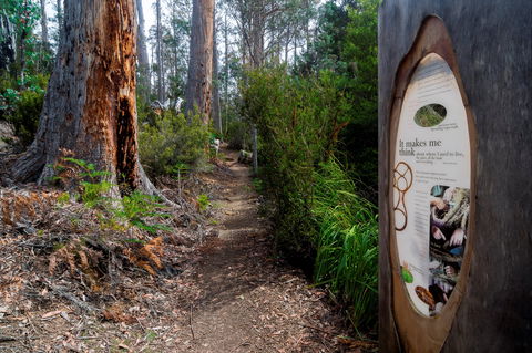 Lake St Clair (Cradle Mountain  - Lake St Clair National Park) - Accommodation China 2