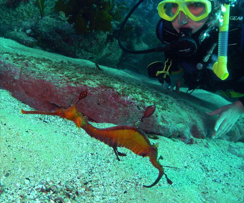 Merimbula Divers Lodge - Accommodation Guide 2