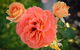 Mornington Botanical Rose Gardens - thumb 1