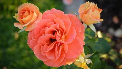 Mornington Botanical Rose Gardens - Accommodation Asia 1