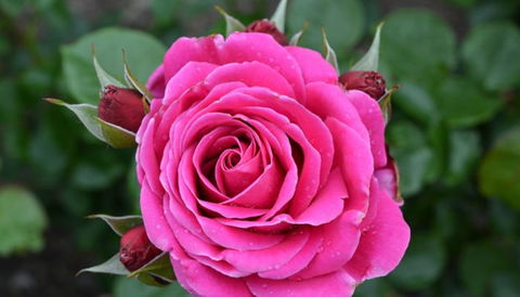 Mornington Botanical Rose Gardens - Accommodation Asia 2