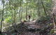 Morelia Walking Track, D'Aguilar National Park - thumb 1