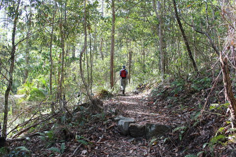 Morelia Walking Track, D'Aguilar National Park - Accommodation Asia 1
