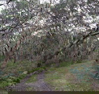 Pink Line and Loop Trail - Mountain Biking - Accommodation Guide