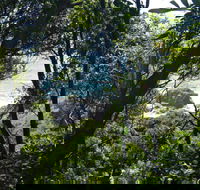 Rainforest Walking Track Hat Head National Park - Accommodation Asia
