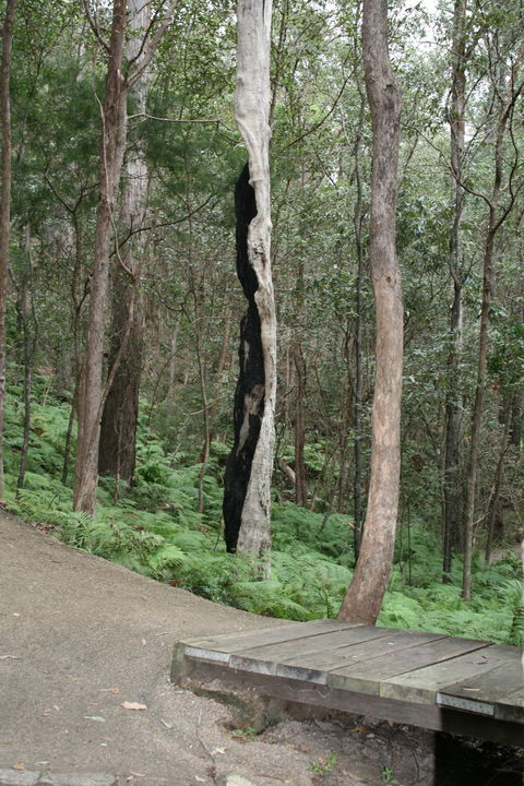 Springwood Conservation Park - Accommodation Guide 1
