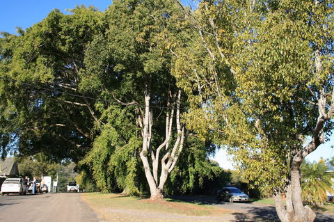 Anzac Avenue Memorial Trees, Beerburrum - Accommodation Asia 0