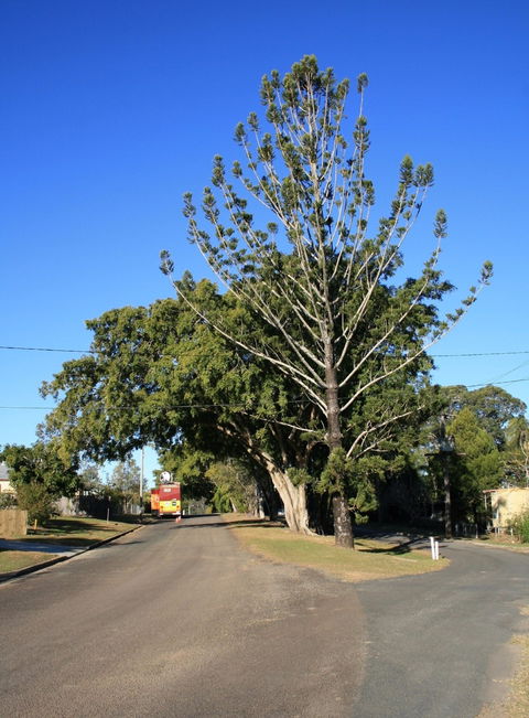 Anzac Avenue Memorial Trees, Beerburrum - Accommodation Asia 1