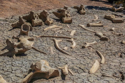 Australian Age Of Dinosaurs - Accommodation Guide 2