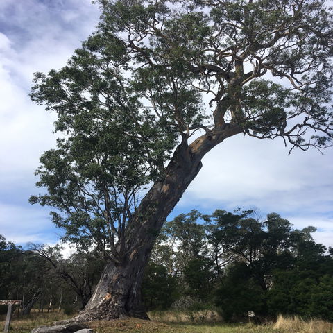 Bilston's Tree - Accommodation Guide 0