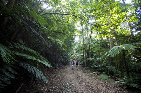 Booloumba Falls Walk, Conondale National Park - Accommodation Guide 2