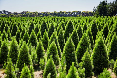 Christmas Tree Farm - Accommodation Guide 0