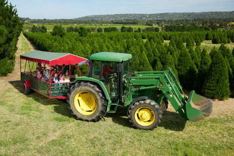 Christmas Tree Farm - Accommodation Guide 1