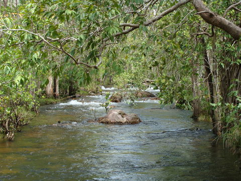 Florence Creek Walk - Accommodation Guide 0