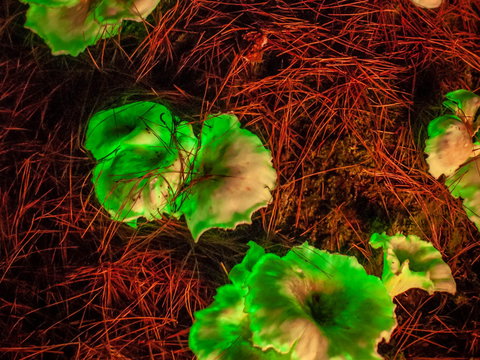 Ghost Mushroom Lane - Accommodation Asia 0