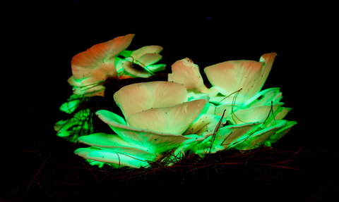 Ghost Mushroom Lane - Accommodation Asia 1