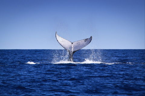 Humpback Whales - Accommodation Guide 0