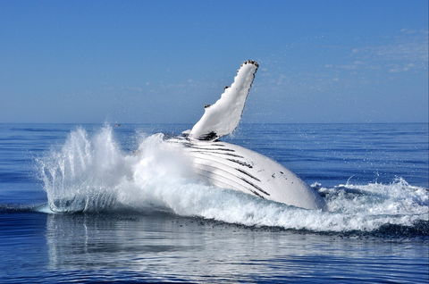 Humpback Whales - Accommodation Guide 1