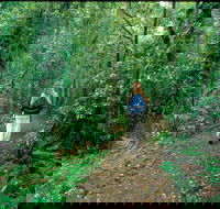 Mount Cougal Springbrook National Park - Accommodation Guide