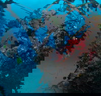 Severance Shipwreck Dive Site - Accommodation China