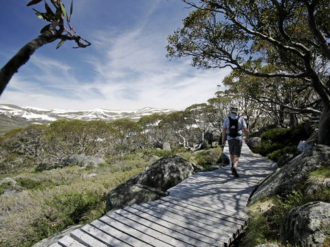 Snow Gums Boardwalk - Accommodation Guide 0