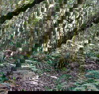 Summit Walking Track Mount Hyland Nature Reserve - Accommodation Asia