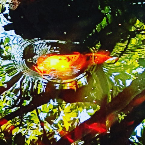 The Fernery At Diamond Waters - Accommodation Asia 2