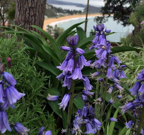 The Beach Bible Garden - Accommodation Asia 1