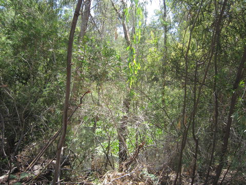 Wangaratta Common Nature Conservation Reserve - Accommodation Guide 0