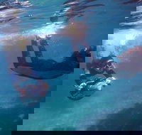 Small-Group Underwater Scooter Experience in Clovelly - Accommodation Guide