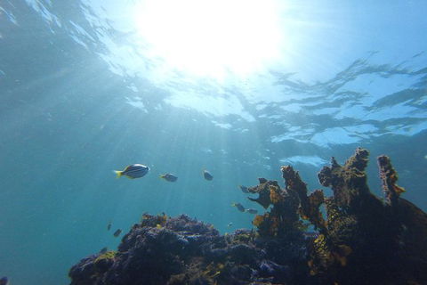 Small-Group Underwater Scooter Experience In Clovelly - Accommodation Guide 1