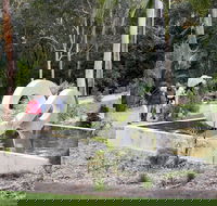 Maroochy Regional Bushland Botanic Garden - Accommodation Guide