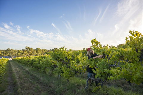 Mclaren Vale - Accommodation Asia 0