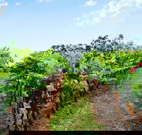 Tintilla Estate Wine Tasting with a Meat and Cheese Platter - Accommodation Asia